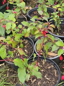 Fuchsia plant
