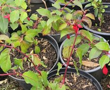 Fuchsia plant
