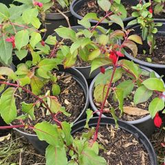 Fuchsia plant
