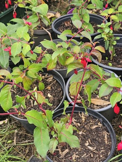 Fuchsia plant