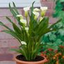 plants Image 3