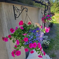 Hanging basket