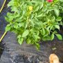 dahlia plant Image 9