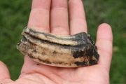Fossil  Tooth