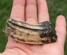 Fossil  Tooth