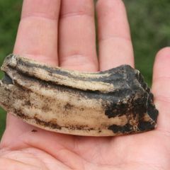 Fossil  Tooth