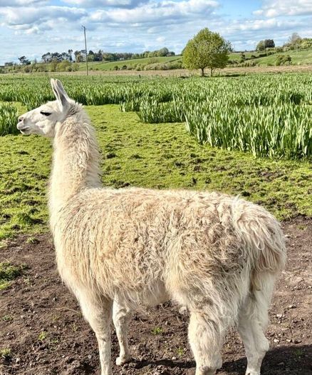 Llamas for sale