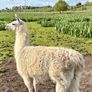 Llamas for sale Image 8
