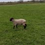 Suffolk Image 5