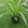 Spider Plant Image 2