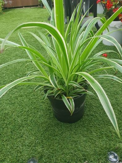 Spider Plant