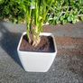 Kentia Palm Image 2
