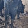 Angus Bulls Image 3