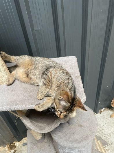 kittens for adoption