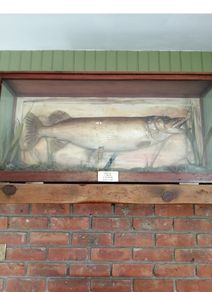taxidermy