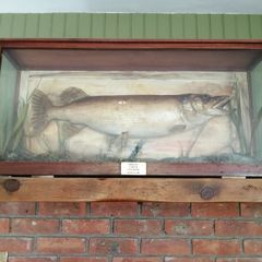 taxidermy