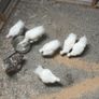 Silkie Rooster (Show Quality) Image 3