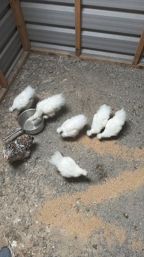 Silkie Rooster (Show Quality)