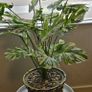Artificial monstera Image 3