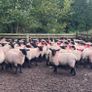 Suffolk/Mule Ewe Lambs Image 2