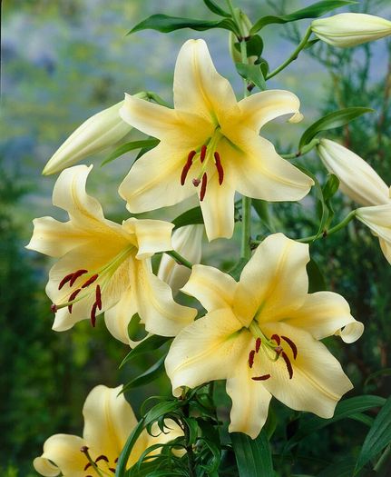 Honeymoon Tree Lily Bulbs