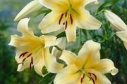 Honeymoon Tree Lily Bulbs