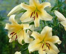 Honeymoon Tree Lily Bulbs
