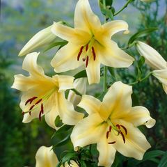 Honeymoon Tree Lily Bulbs