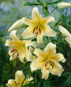 Honeymoon Tree Lily Bulbs