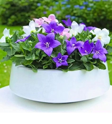 Platycodon Balloon Flowers seeds. 0.1 g