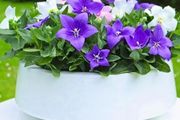 Platycodon Balloon Flowers seeds. 0.1 g