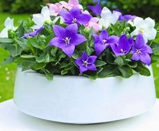 Platycodon Balloon Flowers seeds. 0.1 g