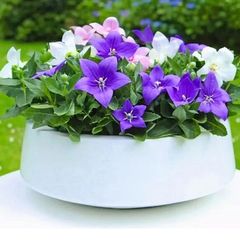 Platycodon Balloon Flowers seeds. 0.1 g