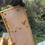 2027, Nucs Of Bees, Full Bee Hives Image 5