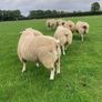 Belclare PBR Ram Lambs Image 7