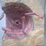 Star Wars Sarlacc Pit Diorama Image 4