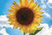 Giant Sunflower