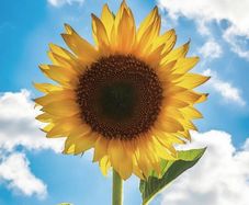 Giant Sunflower