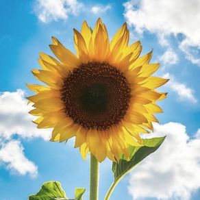 Giant Sunflower