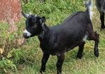 Purebred Female Pygmy Kid
