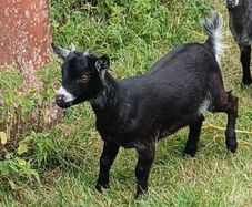 Purebred Female Pygmy Kid
