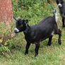 Purebred Female Pygmy Kid Image 5