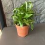 Peace Lily Indoor House Plant Image 3