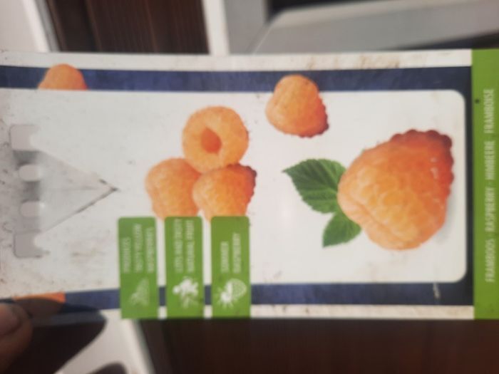 Yellow Raspberry Plant