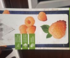 Yellow Raspberry Plant