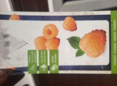 Yellow Raspberry Plant
