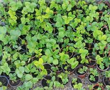 Strawberry plants and raspberry plants for sale