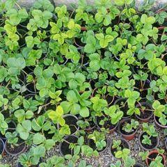 Strawberry plants and raspberry plants for sale