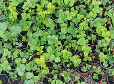 Strawberry plants and raspberry plants for sale