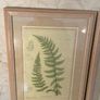 Pair of Laura Ashley Framed Botanical Fern prints Image 3